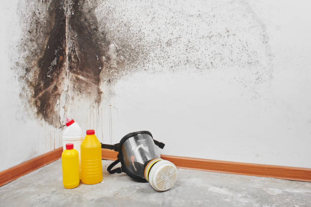 Best Toxic Mold Removal  in Ingleside, TX