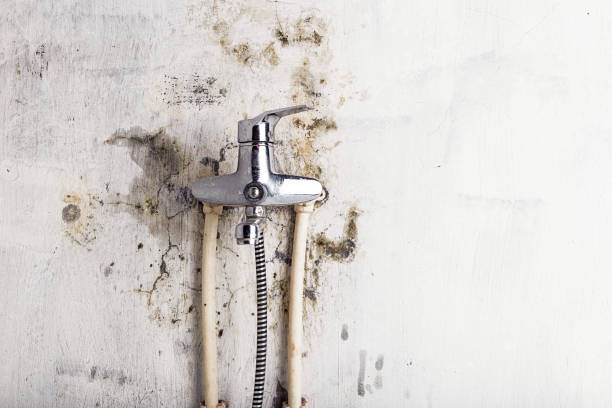 Best Local Mold Removal Service  in Ingleside, TX