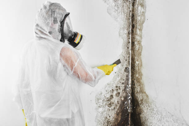 Best Residential Mold Removal  in Ingleside, TX