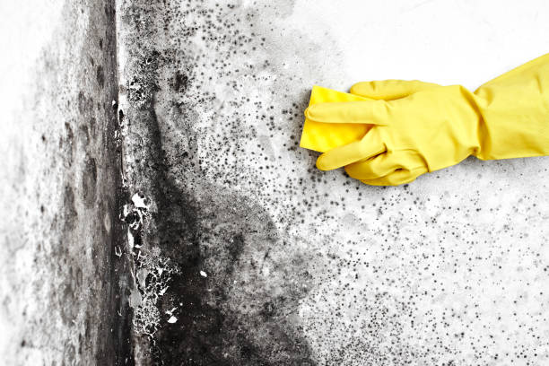 Best Black Mold Removal  in Ingleside, TX