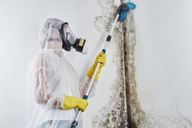 Best Office Mold Removal Services  in Ingleside, TX