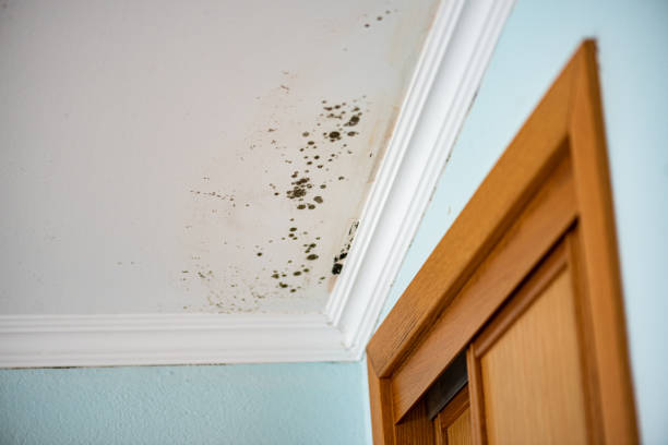Professional Mold Removal in Ingleside, TX