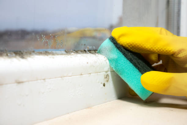 Best Residential Mold Removal  in Ingleside, TX