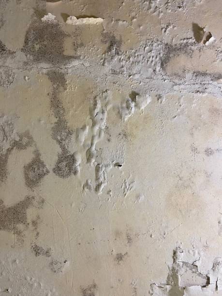 Best Mold Cleaning Services  in Ingleside, TX