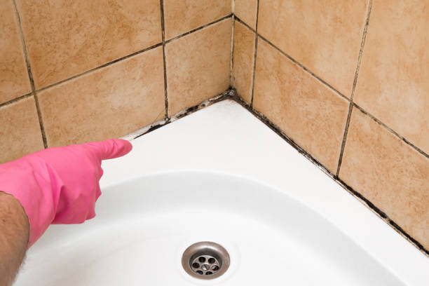 Best Mold Damage Repair  in Ingleside, TX