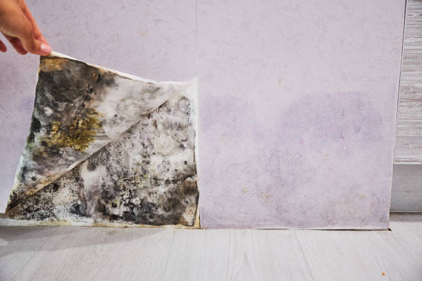 Best Mold Remediation  in Ingleside, TX